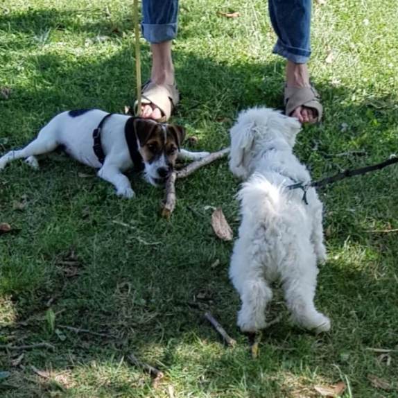 Cours collectifs chiots genève